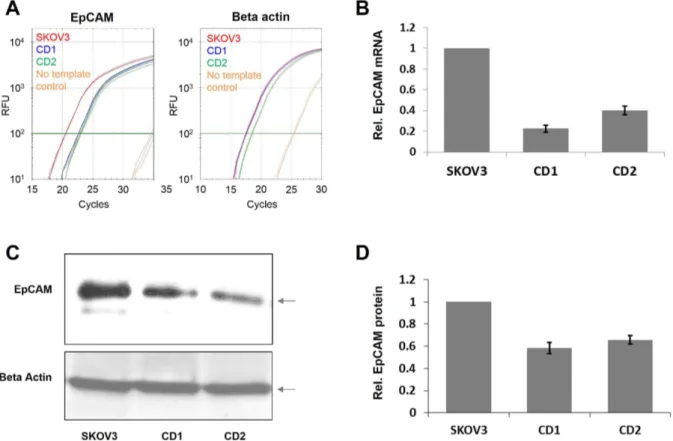 Figure 6. Down regulation of EpCAM expression inhibits the proliferation of SKOV3 cells