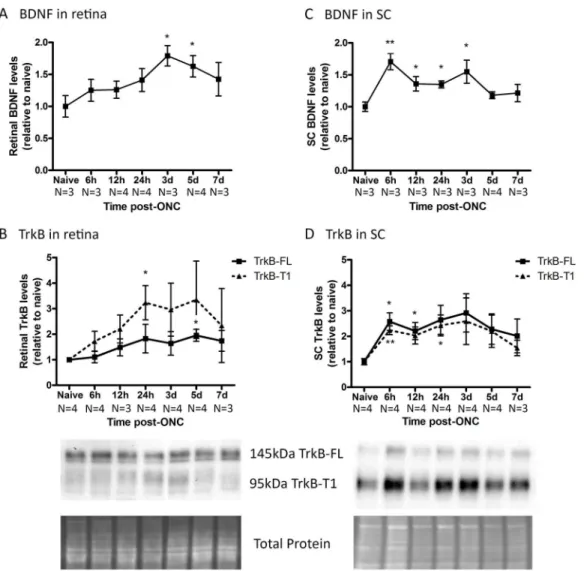 Fig 3. Endogenous BDNF and TrkB levels in retina and SC at various time points after ONC