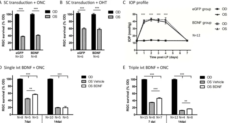 Fig 6. Glaucomatous RGC death is counteracted by ivt BDNF administration but not by vector-mediated BDNF upregulation in the SC