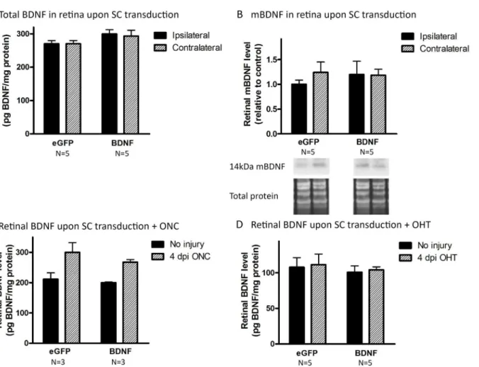 Fig 7. Viral vector-derived BDNF in the SC is not transported towards the retina. (A) Unilateral vector-based BDNF upregulation in the SC does not lead to changes in total BDNF levels in the retina, ipsilateral nor contralateral to the transduced SC, as me