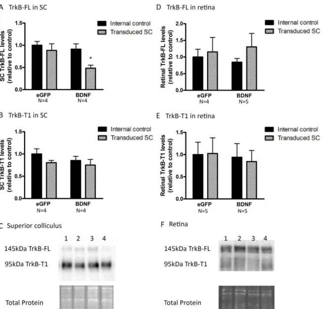 Fig 8. Collicular and retinal TrkB levels upon unilateral viral vector delivery to the SC