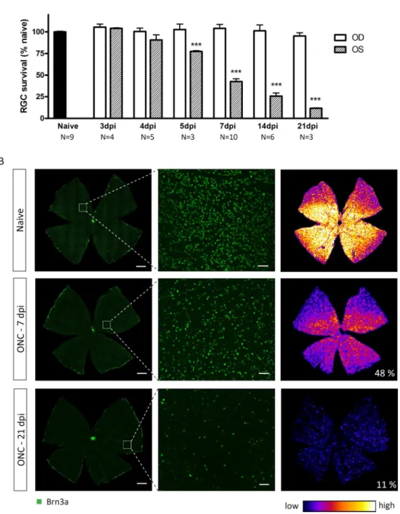 Fig 1. ONC yields progressive RGC degeneration, diffusely distributed throughout the retina