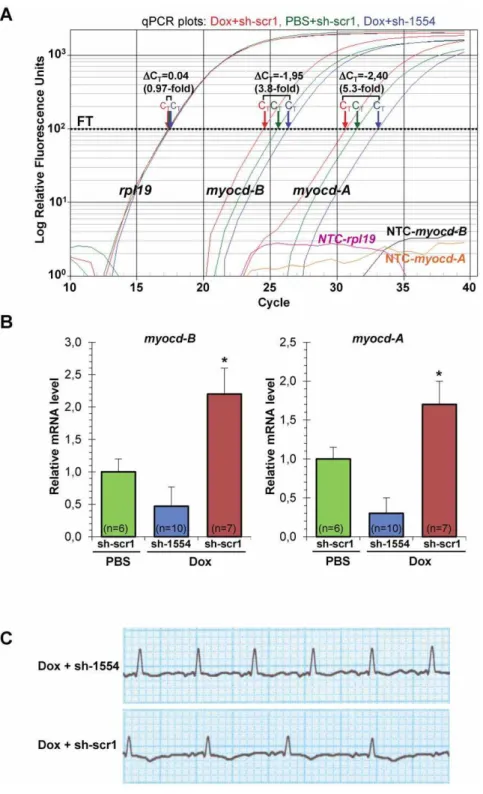 Figure 5. Inhibition of endogenous myocardin expression in failing myocardium of Dox-injected piglets two days after myocd - -RNAi-vector delivery
