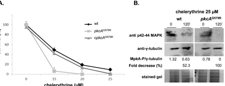 Fig 1. Chelerythrine treatment leads to a fungicidal effect of A. fumigatus pkcA G579R mutant