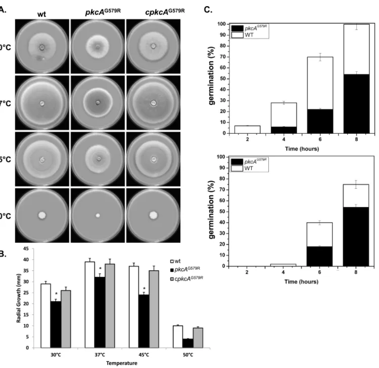 Fig 2. PkcA contributes to thermotolerant growth and germination in A. fumigatus. 1x10 4 conidia of each strain were inoculated onto the center of a YAG medium and radial growth was measured after 3 days at the indicated temperatures (A-B)