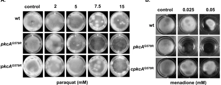 Fig 6. Growth phenotypes of the pkcA G579R mutant strain in the presence of oxidative damage