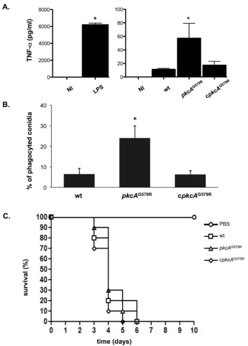 Fig 11. pkcA G579R strain presents no virulence attenuation in a mouse model but activates innate immunity against A