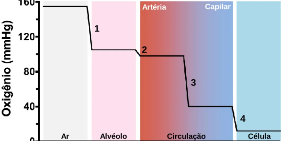 Figura 10. Efeito das barreiras da cascata de transporte na  tensão  de  O 2  em  vertebrados