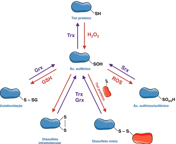 Figura 13. Mecanismos de sinalização redox via H 2 O 2 . O H 2 O 2  oxida grupos  tiol  (SH)  de  resíduos  de  cisteína  formando  ácido  sulfênico