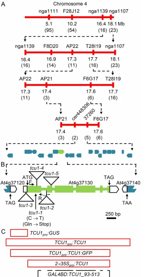 Figure 2. Positional cloning, structure and constructs of the TCU1 gene. (A) Map-based cloning strategy