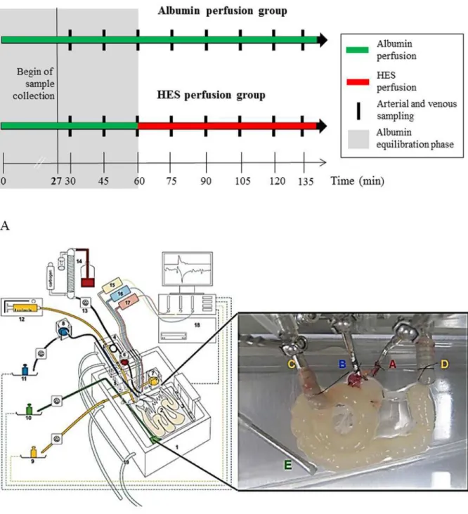 Fig 1. Experimental setting and basic components of the perfusion model. A) Experimental setting and time frame B) isolated perfused mouse small intestine apparatus