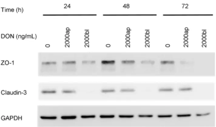 Figure 6. Western blot of tight junction proteins ZO-1 and claudin-3 in IPEC-J2 cells treated with deoxynivalenol (DON).