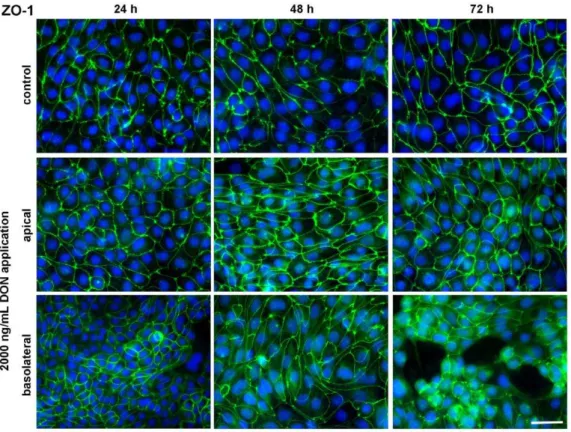 Figure 7. Cellular distribution of the tight junction protein ZO-1 in IPEC-J2 monolayers treated with deoxynivalenol (DON)