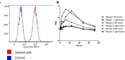 Fig 2. In vitro expression of uPAR in the cell line U87MG and in vivo TBR values over time (1 – 72 h)