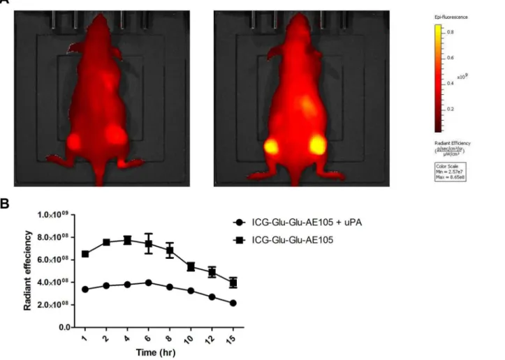 Fig 5. In vivo blocking of ICG-Glu-Glu-AE105 by uPA, the natural ligand. (A) Representative images obtained by the IVIS Lumina XR at 710 nm showing a mouse receiving uPA simultaneously with ICG-Glu-Glu-AE105 resulting in decreased signal compared to a mous