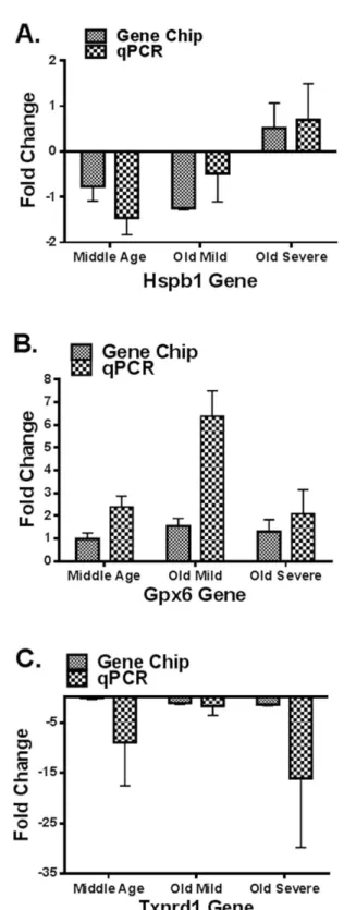 Figure 1. A): For both GeneChip and real-time PCR, fold changes of Hspb1 gene expression in the cochleae of middle age, old mild hearing loss, and old severe hearing loss groups showed upregulation with age and hearing loss