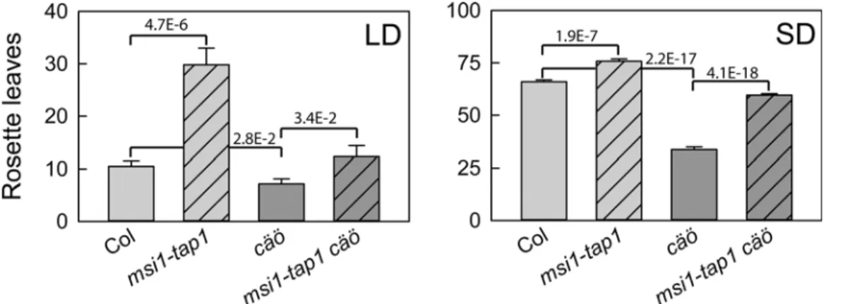 Fig 1. cäö is an early flowering mutant in Arabidopsis. Flowering time of wild type (Col), msi1-tap1, cäö and cäö msi1-tap1 in number of total rosette leaves at bolting under LD (left) and SD (right)