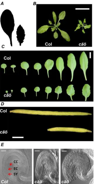 Fig 2. Developmental alterations in cäö . (A) Silhouette of the sixth rosette leaf from wild type (Col, left) and cäö (right) showing the serrated margin of the cäö leaf