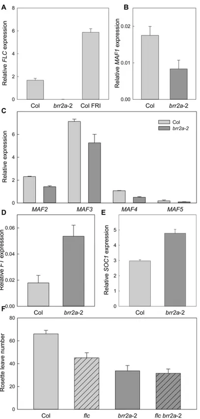 Fig 4. FLC transcript levels are altered in brr2a -2. (A) Transcript levels of the flowering repressor gene FLC in Col, brr2a-2 and FRI