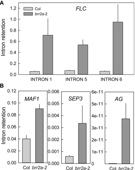 Fig 5. FLC splicing efficiency is reduced in brr2a -2. Intron retention was calculated as the ratio of unspliced to total (spliced + unspliced) transcripts for three representative FLC introns (A) and for intron 1 in MAF1 and SEP3, and intron 2 in AG (B) i