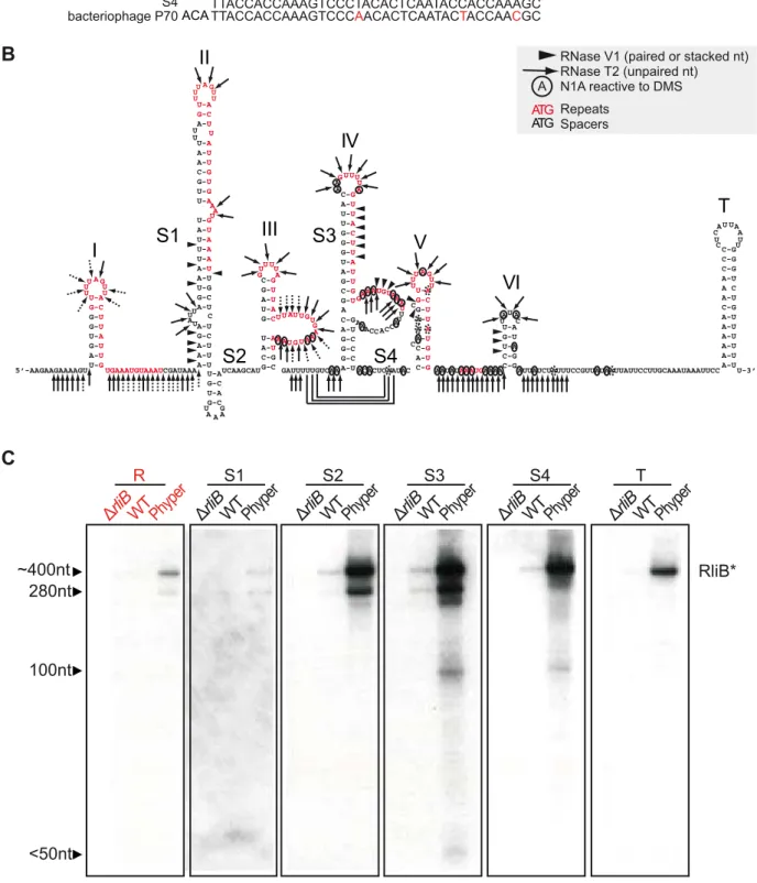 Figure 1. RliB in L. monocytogenes EGD-e. A) Schematic representation of the RliB locus
