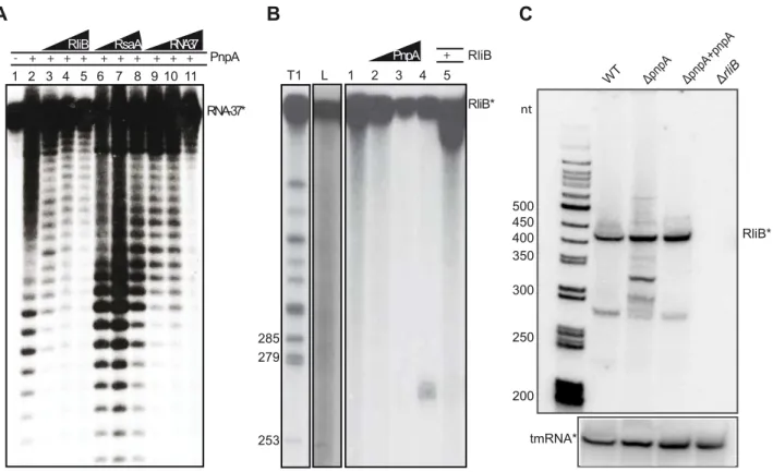 Figure 3. RliB is a substrate for PNPase. A) In vitro PNPase activity assay. A 37 nt short P 32 -labeled substrate RNA (RNA37*) was incubated alone (lane 1) or with 200 nM purified PNPase (lane 2)