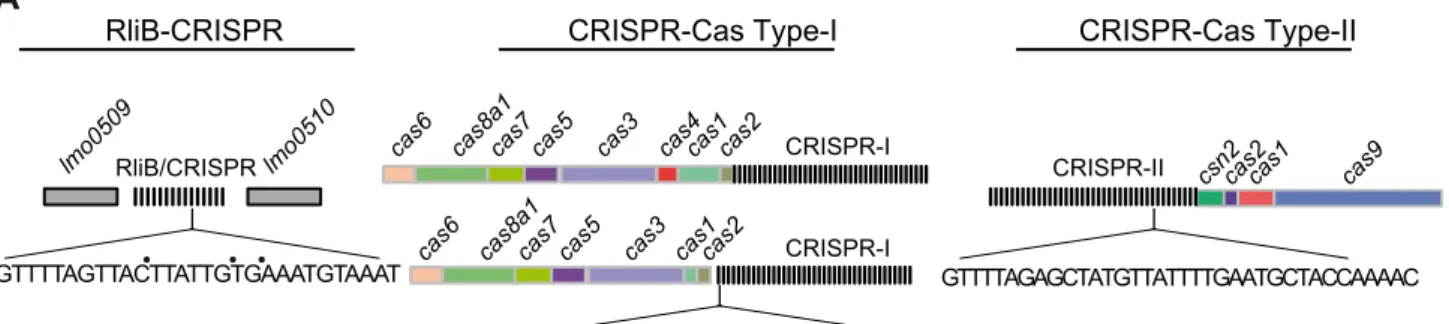 Figure 4. CRISPR-Cas systems in L.monocytogenes genomes. A) The three types of CRISPR-Cas systems found in L.monocytogenes