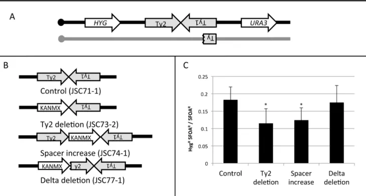 Figure 6. Deletion analysis of the HS4 hotspot. A. Experimental system used to monitor the activity of the wild-type HS4 hotspot and various deletion derivatives
