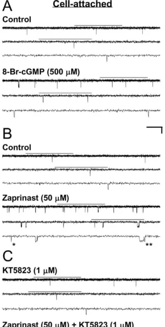 Figure 1. Stimulation of Kir6.2/SUR2A channels by activation of PKG in transfected HEK293 cells
