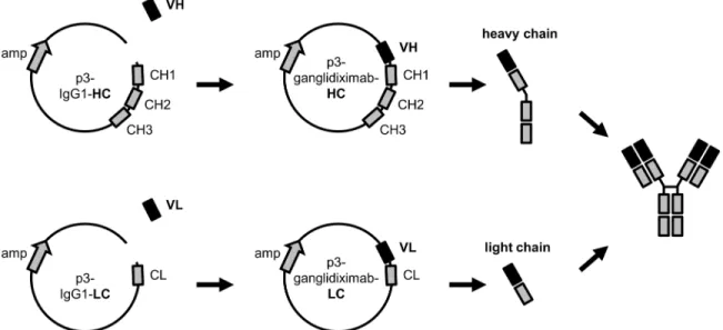 Fig 1. Schematic overview of generation of human/mouse chimeric anti-Id Ab ganglidiximab