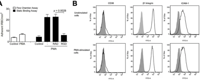 Figure 10. Effect of PMA on IRBC adhesion to HMEC-1. (A) Adhesion of IRBC on untreated HMEC-1 or HMEC-1 pre-incubated with PMA 50 ng/