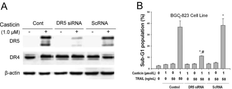 Figure 5. Silencing of CHOP by siRNA inhibited induction of DR5 upregulation by casticin and apoptosis by co-treatment with casticin and TRAIL in BGC-823 cells