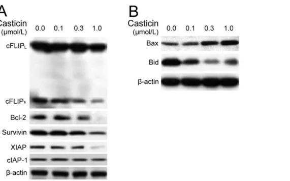 Figure 9. The proposed mechanism of enhanced apoptosis by a combination of casticin and TRAIL in gastric cancer cells.