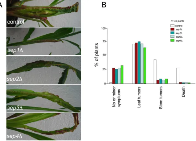 Figure 8. Virulence of septin mutants. A. Leaves of plants inoculated either with wild-type or septin mutant strains