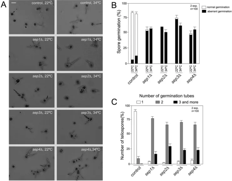 Figure 9. Septins are required for the proper formation of b -dependent filaments. A. Crosses of control strains FB1 X FB2 and septin mutant strains in charcoal-containing agar plates