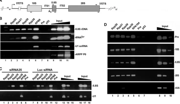 Figure 6. Protein subunits of RNase P occupy the promoter and coding region of rDNA. A