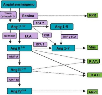 Figu ra  1. SRA clásico. Angiotensina (An g); En zim a conver sora  de angiotensina (ECA); Receptor de la Angioten sina 1 (R AT 1 ) y  Receptor de la Angiotensina 2 (R AT 2 )