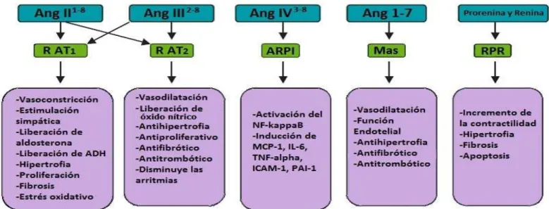 Figu ra  3 . Efectos de los péptidos de  Angiotensina y  la renina-prorrenina m ediados por  sus receptores correspondien tes