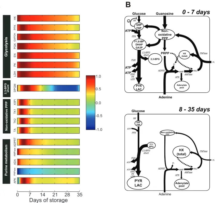 Figure 3. Predicted transition of enzymatic activities and schematic representation of flux distributions in PAGGGM-stored RBCs.