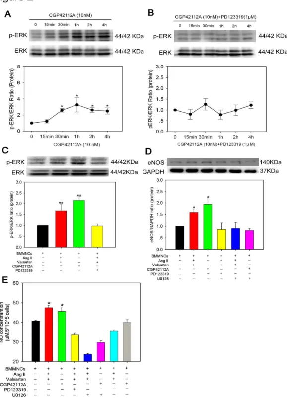 Figure 2.   Activation of AT2R/p-ERK/eNOS/NO Pathway in BMMNCs upon AT2R Stimulation.  (A) Dynamic change of ERK phosphorylation after 10 nM CGP42112A treatment at different time points