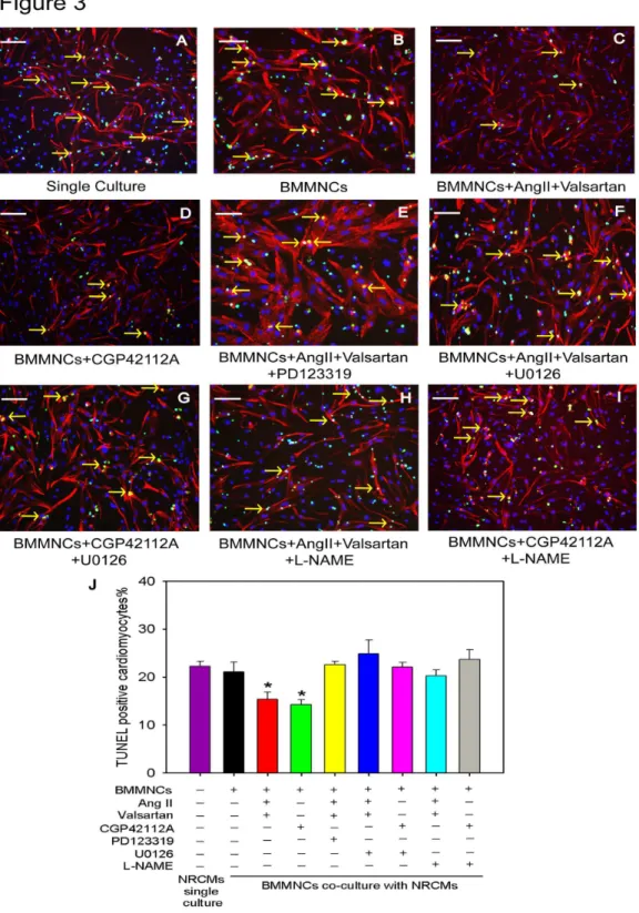 Figure  3.    AT2R/p-ERK/eNOS/NO  Pathway  was  Involved  in  Cardioprotection  of  BMMNC  in  vitro