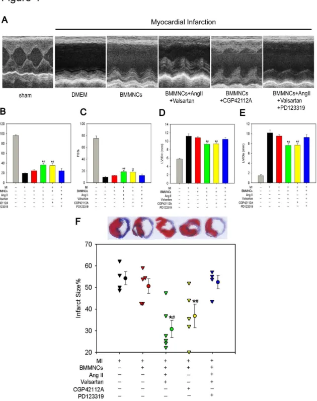 Figure 4.   Transplantation of AT2R Stimulated BMMNCs Improved Global Heart Function and Reduced Infarct Size