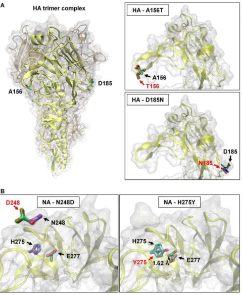 Figure 5. Structural modeling for HA and NA proteins with observed mutations. (A) The left panel depicts the three-dimensional structure of an HA trimer complex deduced from the crystal structure of the H1N1 hemagglutinin of the 2009 A(H1N1) virus (PDB ent