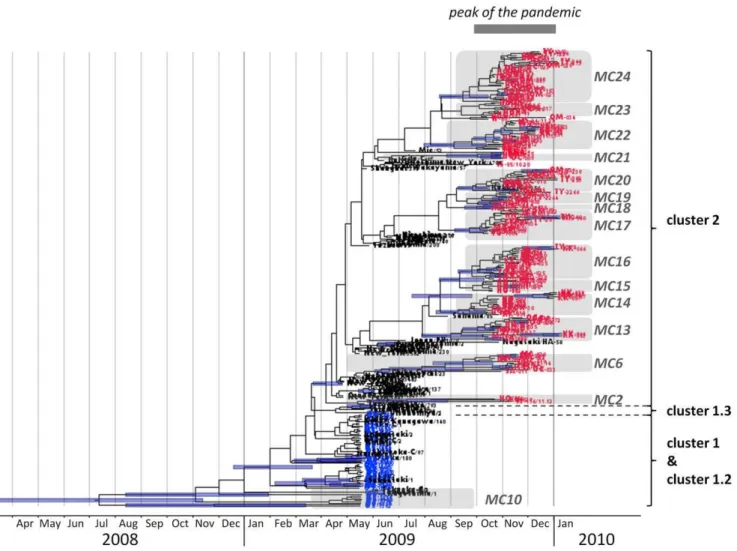 Figure 4A shows HA sequence alignments between the 1918 H1N1 viruses and 2009 pdm H1N1 viruses (samples ‘‘I’’ and ‘‘II’’) obtained in this study