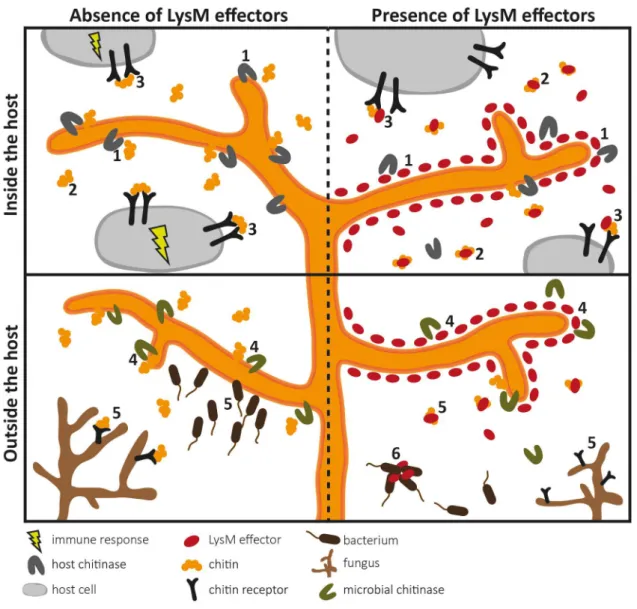 Figure 2. Overview of the diverse roles that fungal LysM effectors may play in fungal physiology