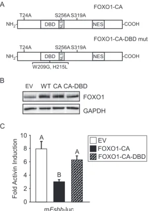 Figure 3. FOXO1 DNA Binding Domain Is Required to Suppress Activin-Induced Fshb Gene Expression