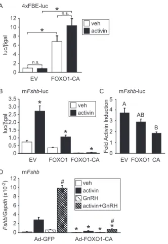 Figure 1. Overexpression of Constitutively Active FOXO1 Reduces Activin Induction of Fshb Transcription in LbT2 Cells