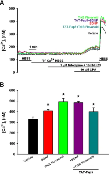 Figure 3. Effect of prolonged BDNF exposure on store- store-operated Ca 2+ entry (SOCE) in human ASM cells