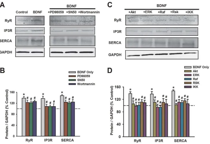 Figure 5. Effect of prolonged BDNF exposure on expression of sarcoplasmic reticulum Ca 2+ regulatory proteins in human ASM cells
