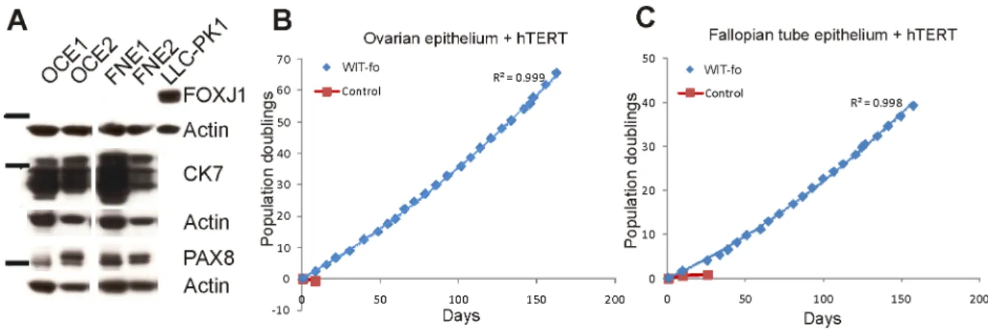 Figure 2. Immortalization of ovarian and fallopian tube epithelial cells with hTERT. A, Immunoblotting of whole cell extracts demonstrates that hTERT immortalized ovarian epithelium (OCE) and fallopian tube non-ciliated epithelium (FNE) were CK7 + /PAX8 + 